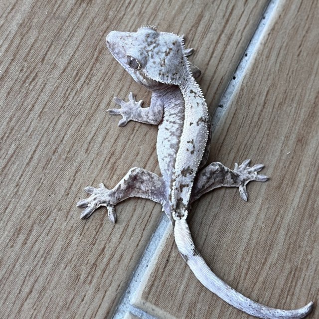 세이블 화이트스팟 화이트