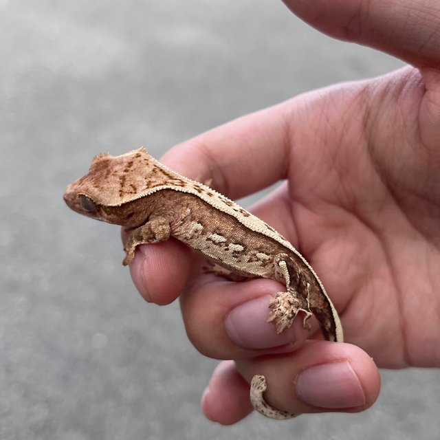 White Spot Drippy 100% Het Axanthic