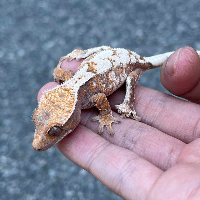 100% Het Axanthic Sable Tri