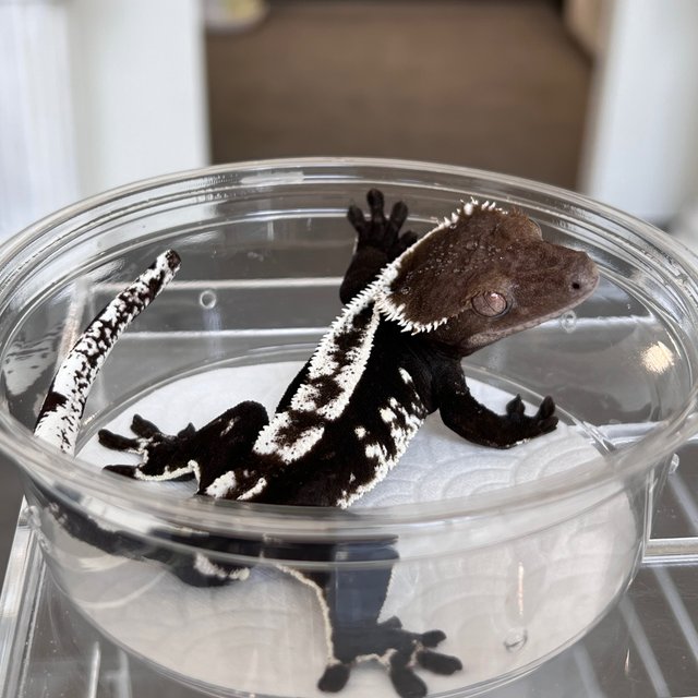 White Spot Axanthic