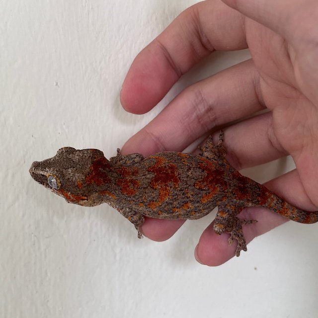 Skeleton Red Blotched