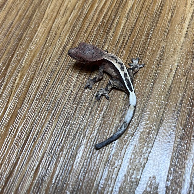 세이블