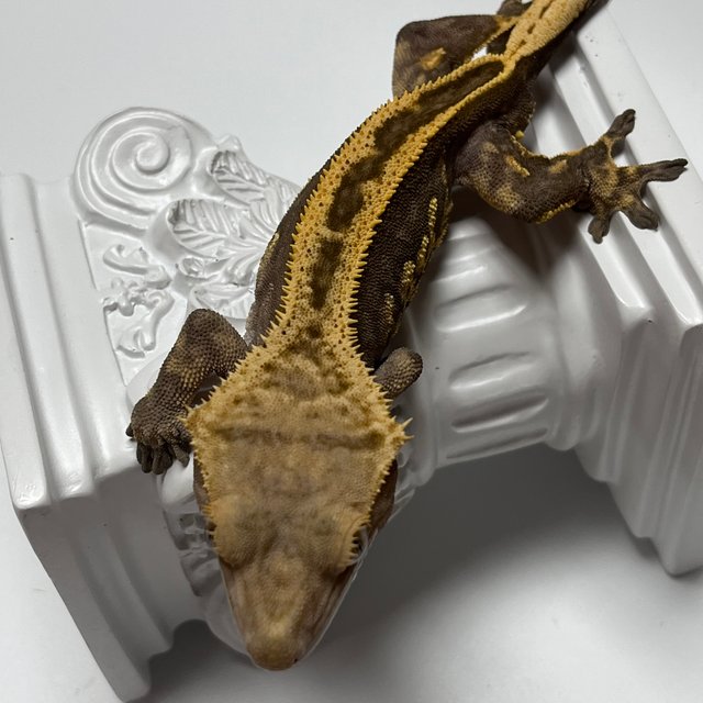 Super Stripe Empty Back