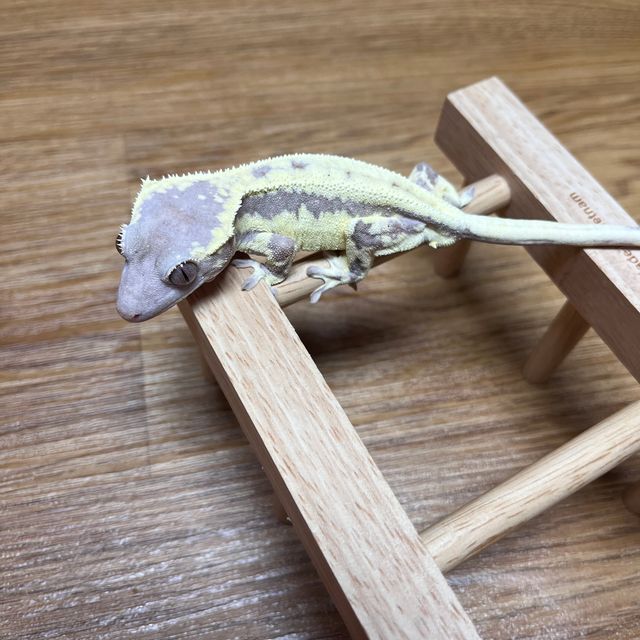 프라푸치노