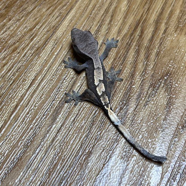 세이블