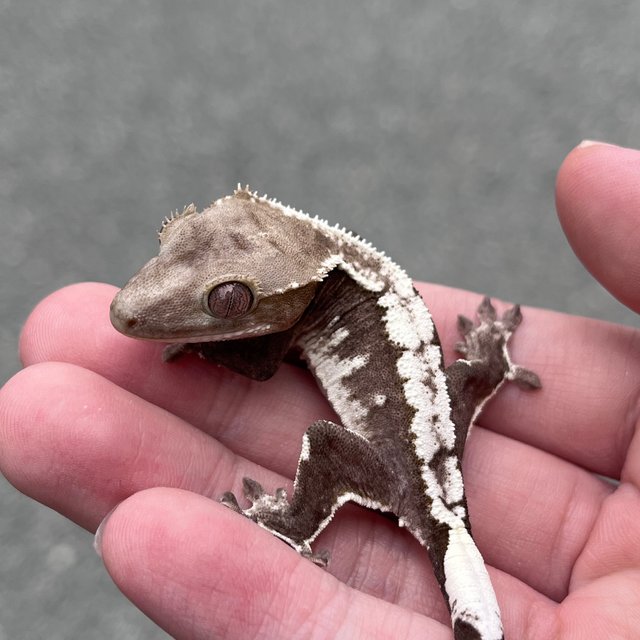 Axanthic White Spot