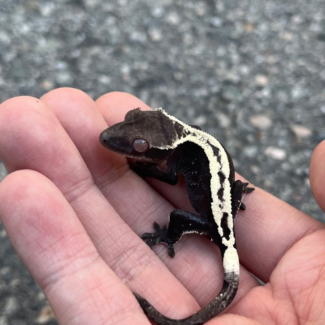 Sable Axanthic