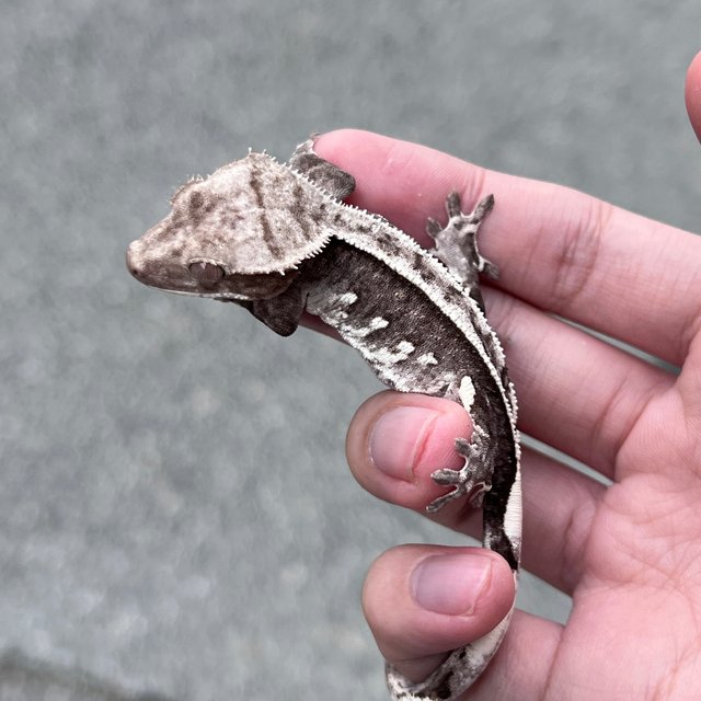 White Spot Axanthic
