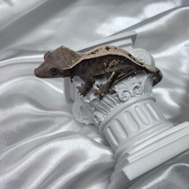 세이블