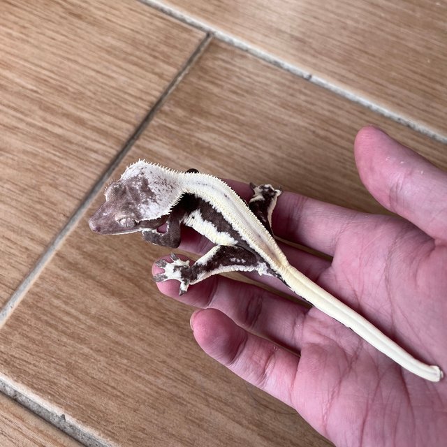 릴잔틱 솔리드백