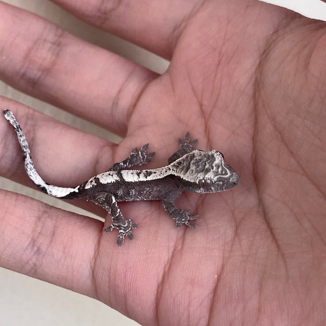 화이트 카푸치노 아잔틱