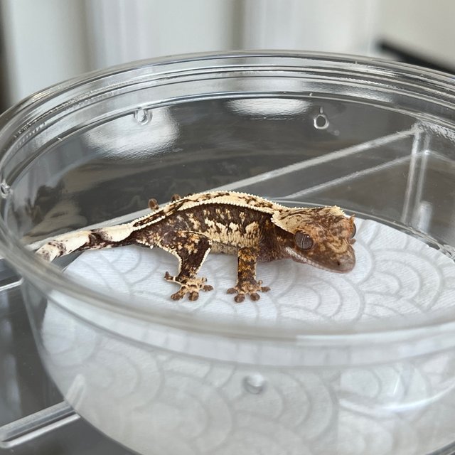White Spot 100% Het Axanthic
