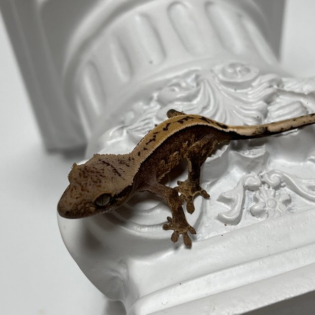 100%헷아잔틱 쿼드 화이트스팟