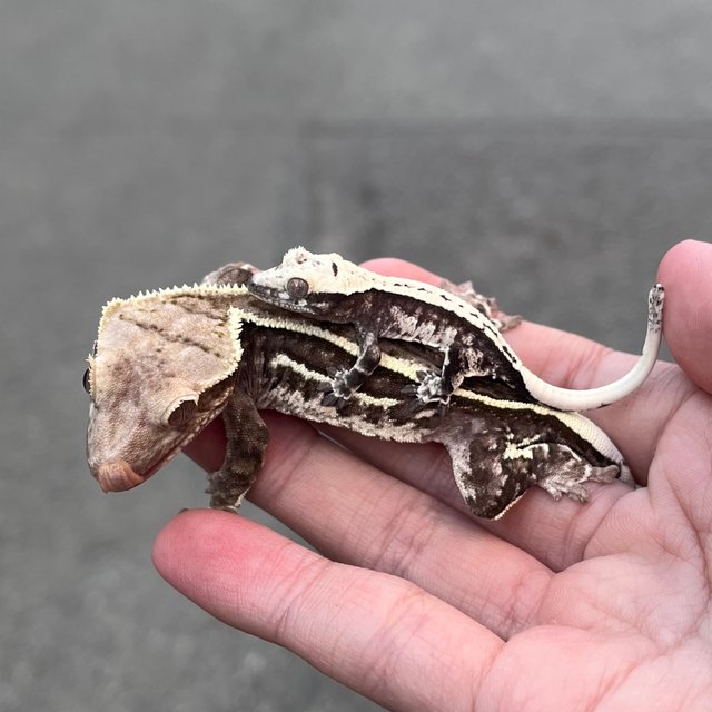 Axanthic White Spot Quad