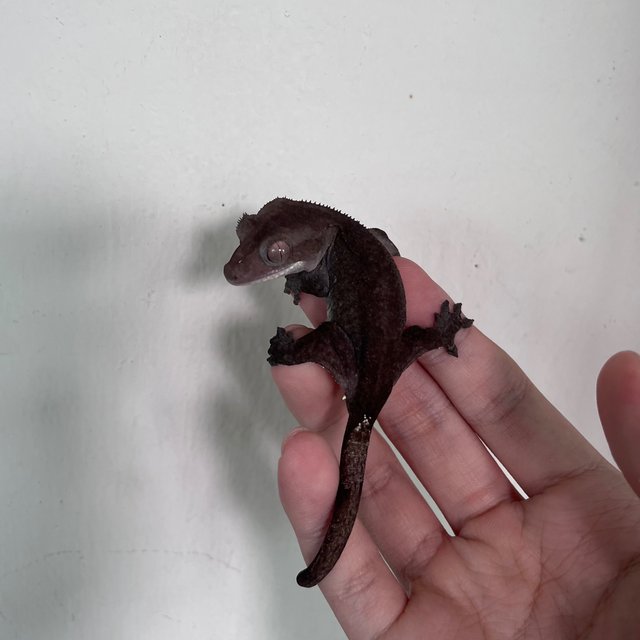Axanthic