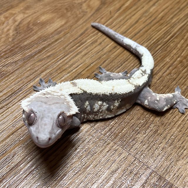 세이블