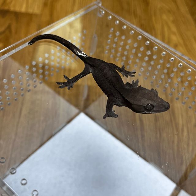 아잔틱 패턴리스