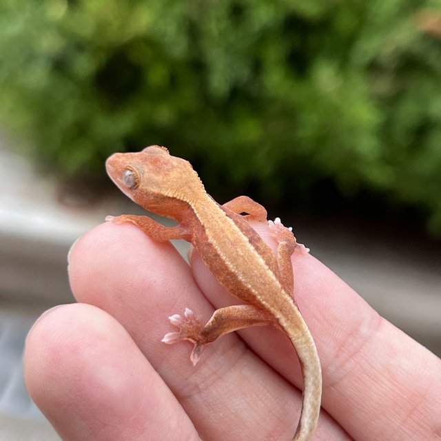 Hypo Pied Lilly White