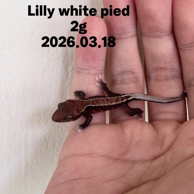 Lilly White Pied