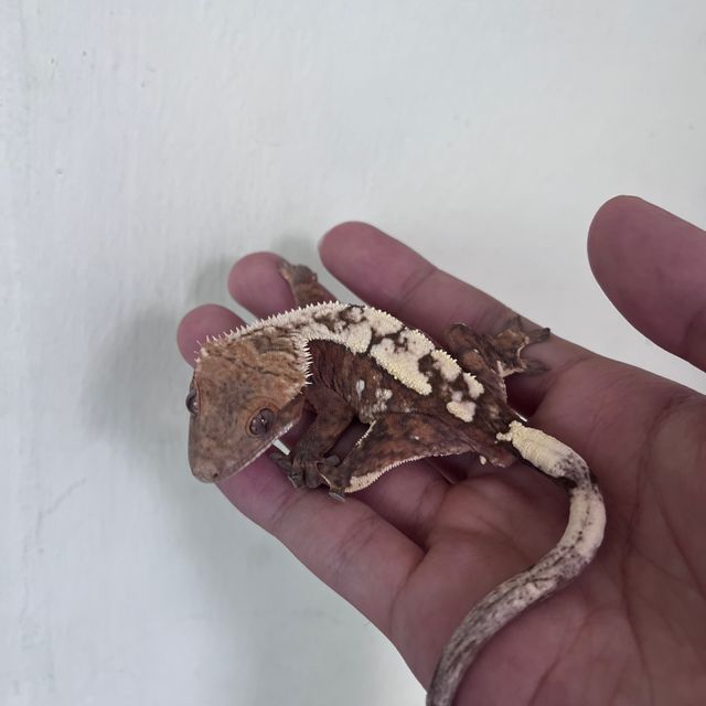 세이블 크림