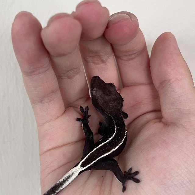 Axanthic Full Pinstripe