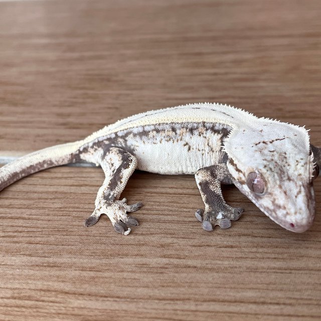 세이블 드리피 화이트스팟