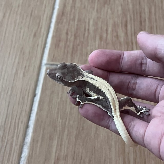 릴잔틱 솔리드백