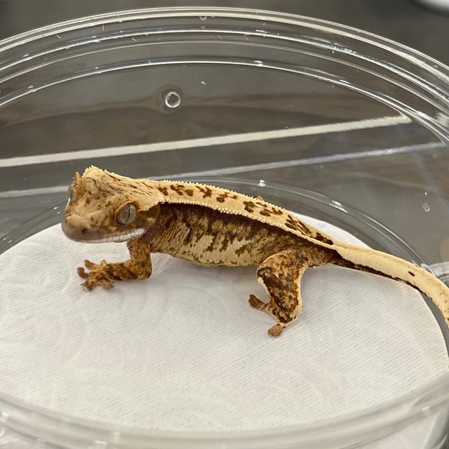 100% Het Axanthic White White Spot