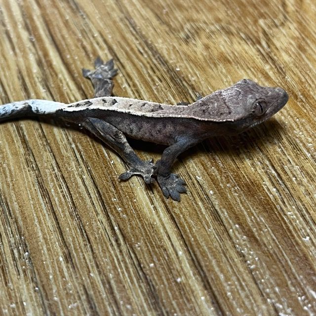 세이블 프라푸치노