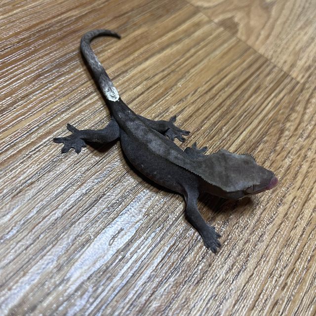 아잔틱