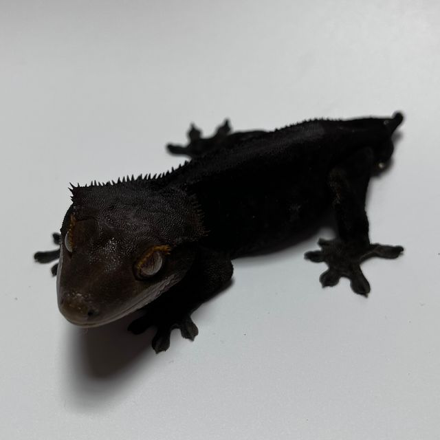 알티 챠콜