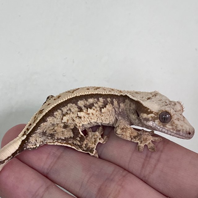 Full Pinstripe 100% Het Axanthic White Spot Quad