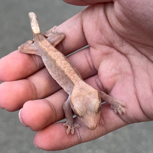 Hypo Cappuccino