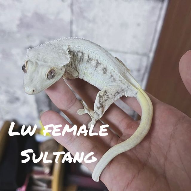 릴리화이트