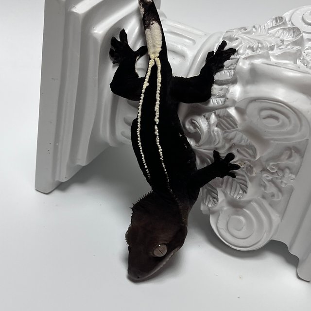 Axanthic Black Full Pinstripe