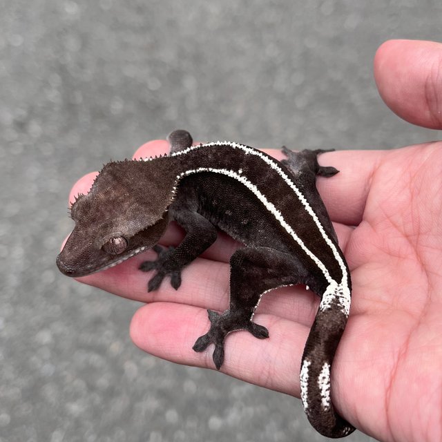 White Pin Axanthic Full Pinstripe