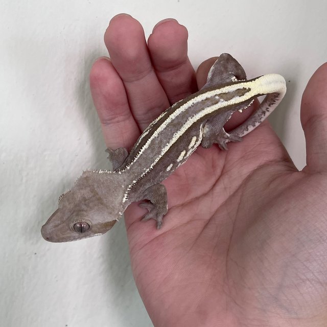 Axanthic Full Pinstripe