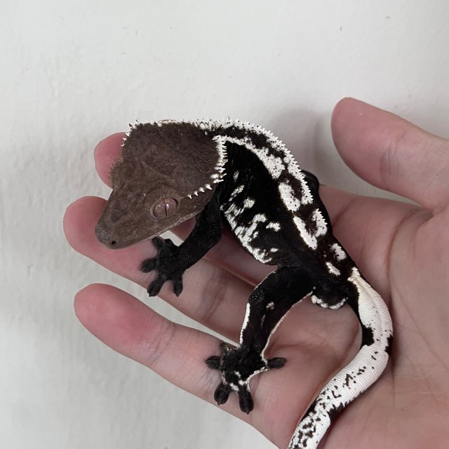 Axanthic White Spot