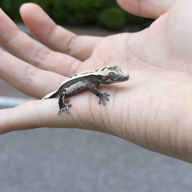 Axanthic Quad White