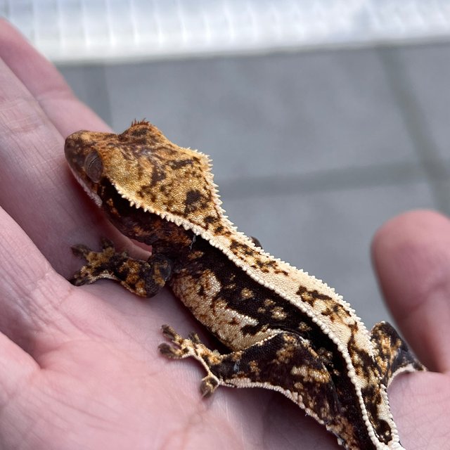 White Spot 100% Het Axanthic