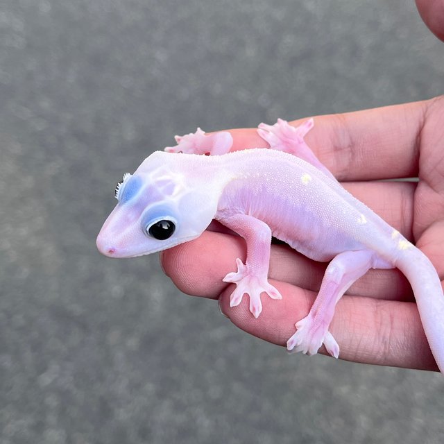 Super Hypo