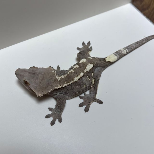 세이블