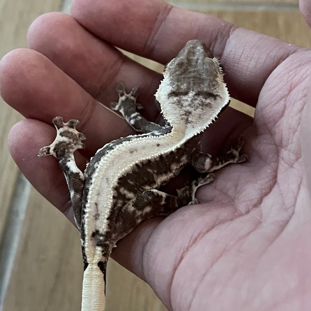 Lilly Axanthic Solid Back