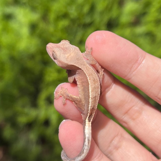 Hypo Cappuccino