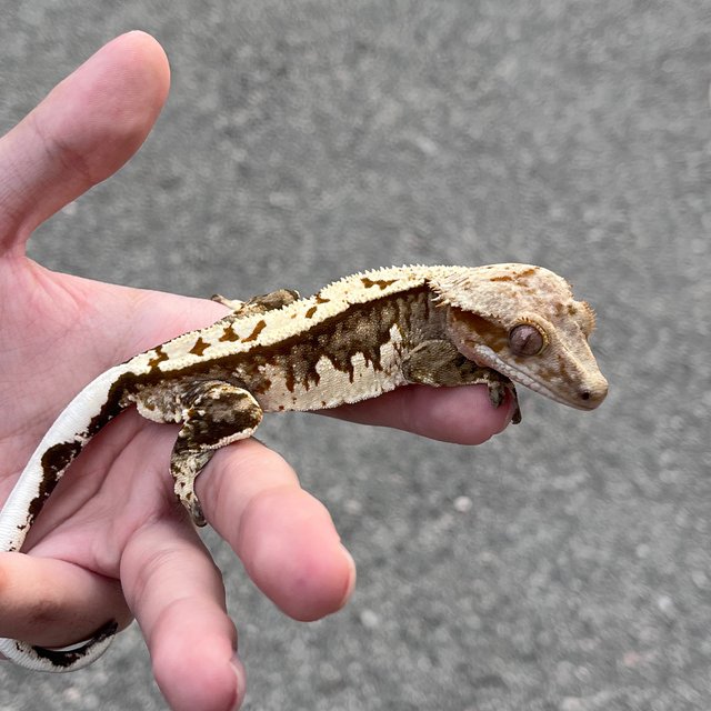 White White Spot 100% Het Axanthic