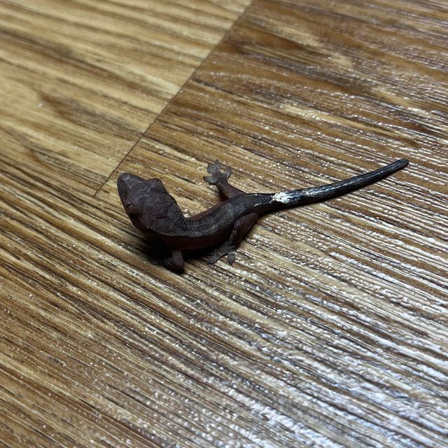 팬텀
