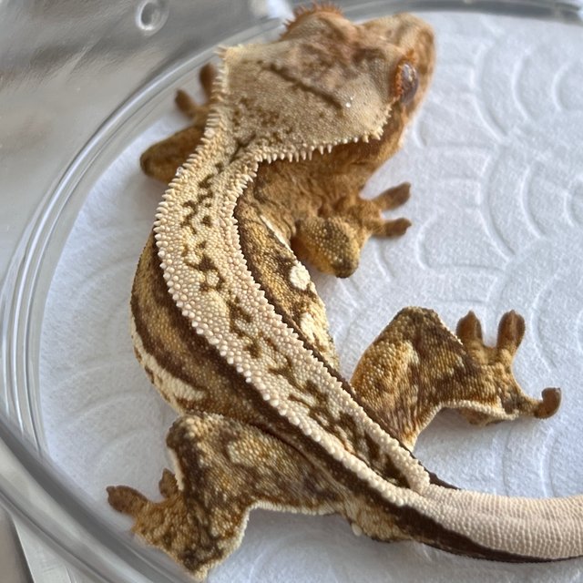 100% Het Axanthic Super Stripe White Spot Quad