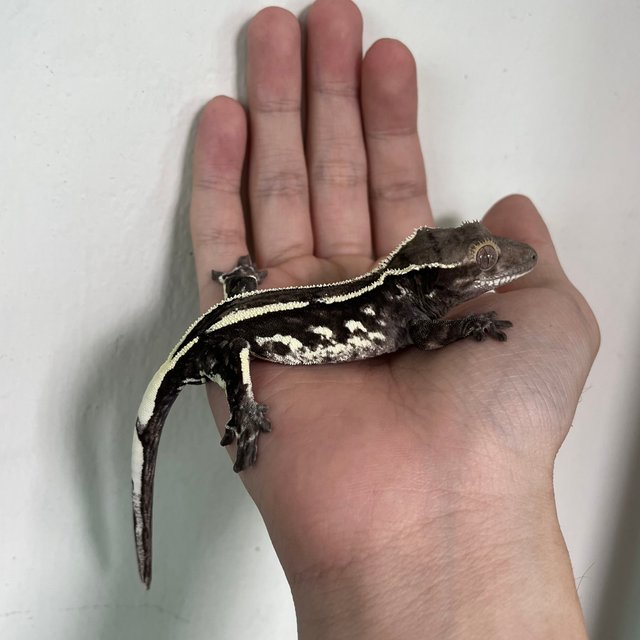 Axanthic White Spot Quad