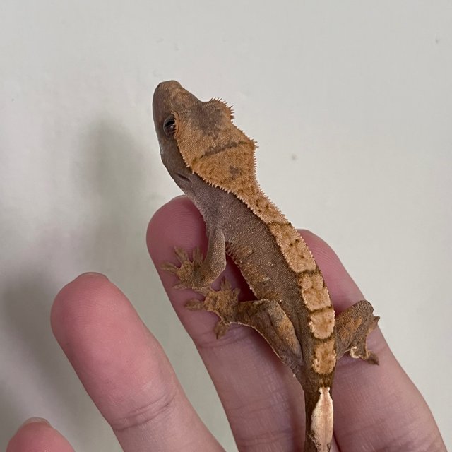 Hypo