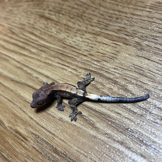 세이블